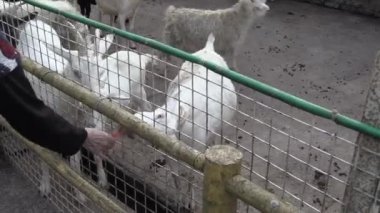 Bu IA keçi besleme video klip