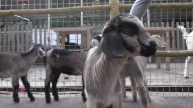 Bu IA keçi besleme video klip