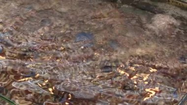 Bu IA deniz ürünleri pazarının video klip