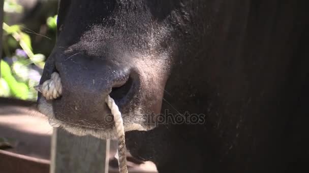 This ia a video clip of cow — Stock Video