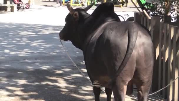 Das ist ein Videoclip von der Kuh — Stockvideo