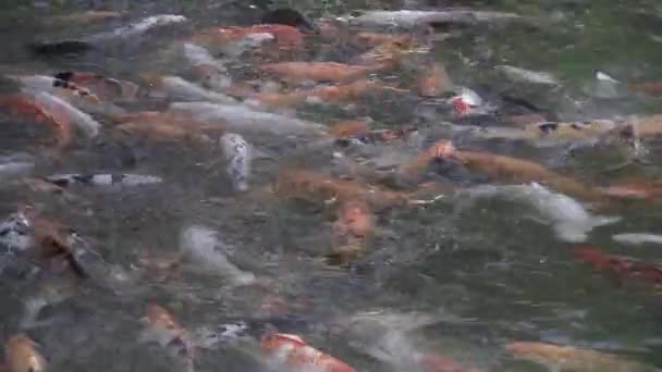 Dies ist ein Videoclip vom Füttern von Fischen — Stockvideo