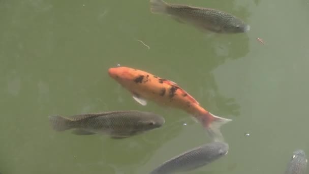 This ia a video clip of feeding fish — Stock Video