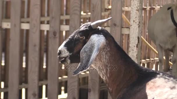 This ia a video clip of goat — Stock Video