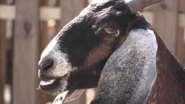 This ia a video clip of goat — Stock Video