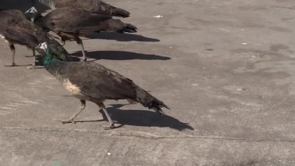 Ceci est un clip vidéo de Pavo 