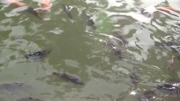 Dit ia een videoclip van het voederen van vis — Stockvideo