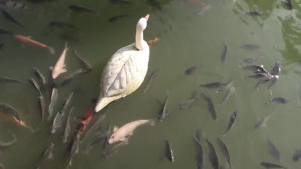 Este ia un video clip de la alimentación de los peces — Vídeo de stock