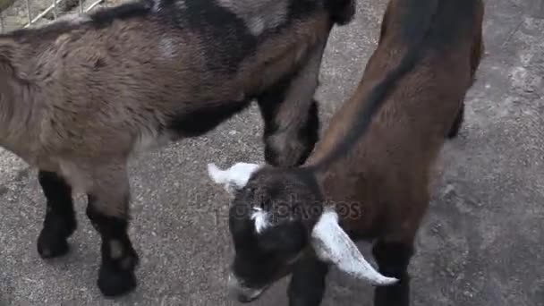 Este ia um vídeo clipe de alimentação de cabra — Vídeo de Stock