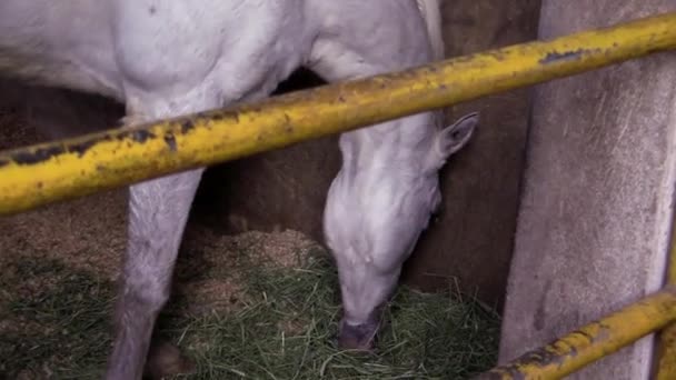 A ia egy video csíptet-ból ló — Stock videók