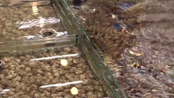 Este es un video clip del mercado de mariscos — Vídeos de Stock