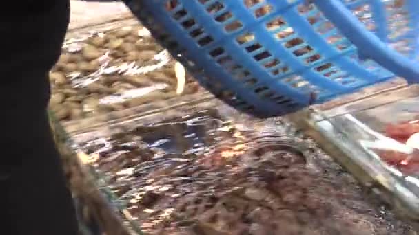 Este es un video clip del mercado de mariscos — Vídeos de Stock