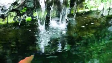 Bu IA balık bir video klip