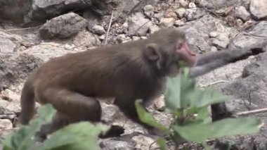 Bu IA maymun bir video klip