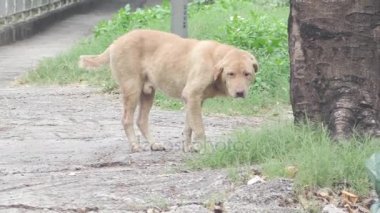 Bu IA köpek bir video klip