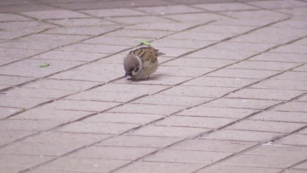 Cette ia un clip vidéo de l'oiseau — Video