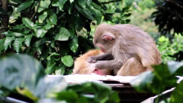 A ia egy video csíptet-ból majom — Stock videók