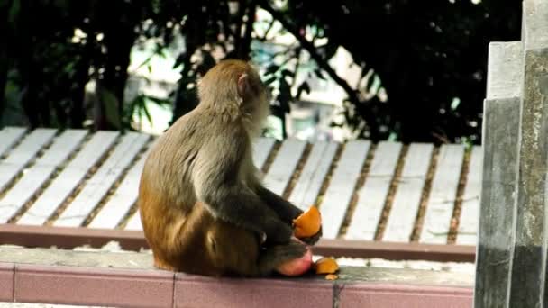 Este ia um videoclipe de macaco — Vídeo de Stock