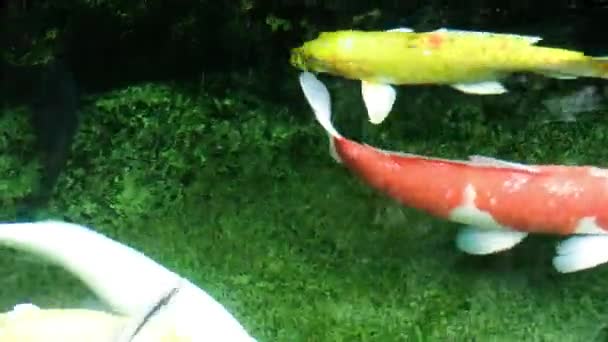 Αυτό το ia ένα βίντεο κλιπ των ψαριών — Αρχείο Βίντεο
