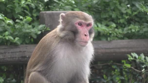 Dit ia een videoclip van aap — Stockvideo