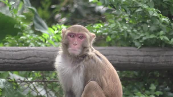 Это видеоклип обезьяны — стоковое видео