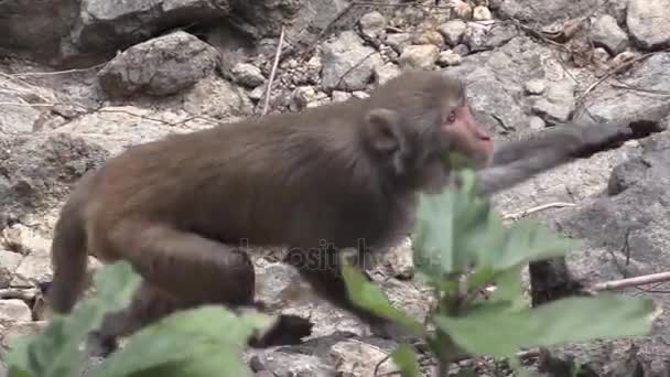 Este ia um videoclipe de macaco — Vídeo de Stock