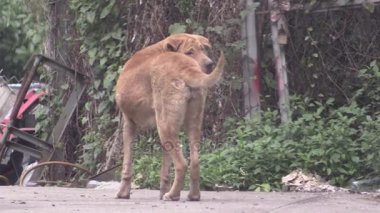 Bu IA köpek bir video klip