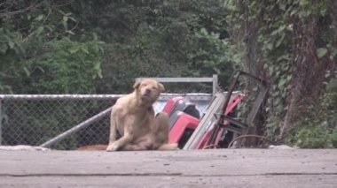 Bu IA köpek bir video klip