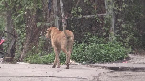 Cette ia un clip vidéo de chien 