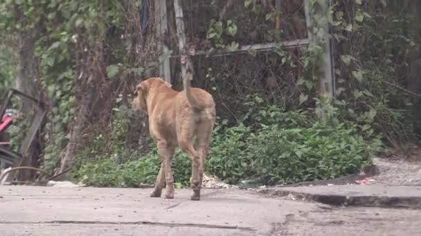 Dit ia een videoclip van de hond — Stockvideo