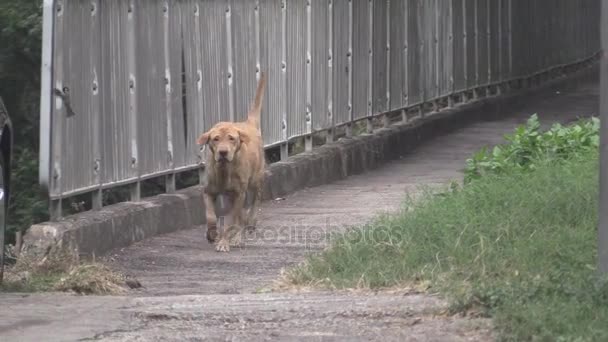 Este ia un video clip de perro — Vídeos de Stock