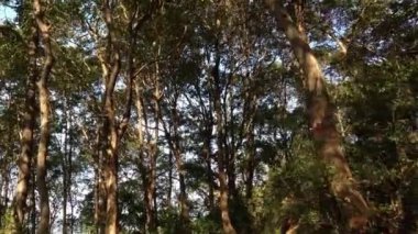 Bu IA yürüyüş video klip