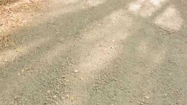 นี่เป็นคลิปวิดีโอของการเดินป่า — วีดีโอสต็อก