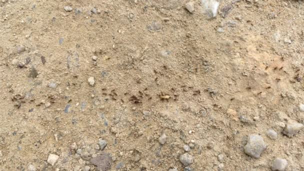 Grupo Formigas Está Levando Comida Para Ninho Formigas — Vídeo de Stock