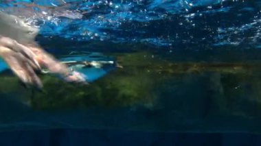 Penguen akvaryumda yüzüyor.