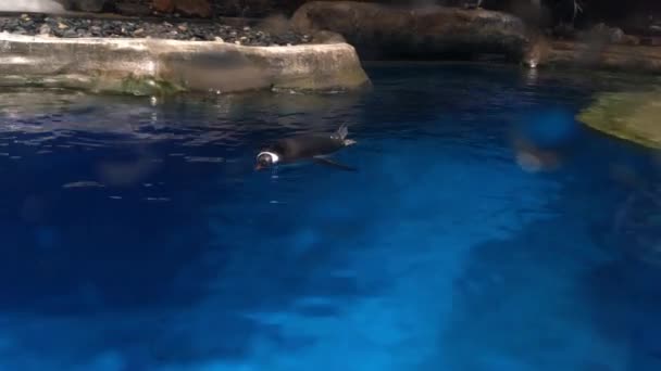 Pingüino Nadando Acuario — Vídeo de stock