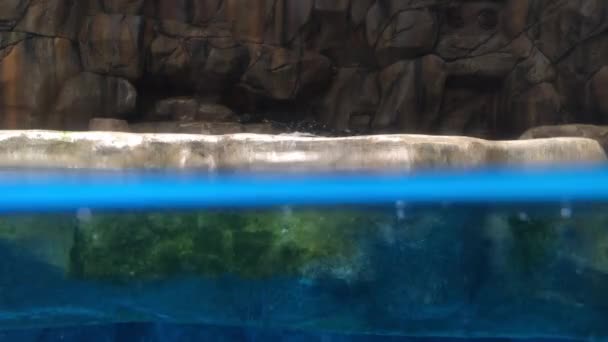 Pinguïns Zwemmen Het Aquarium — Stockvideo