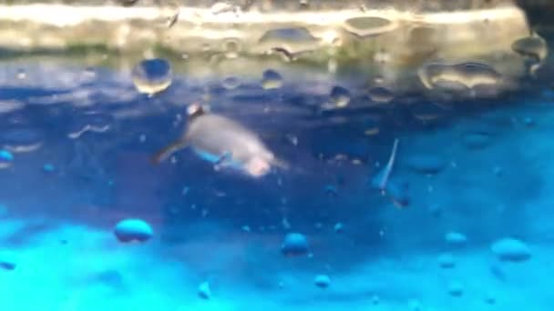Pingwin Pływa Akwarium — Wideo stockowe