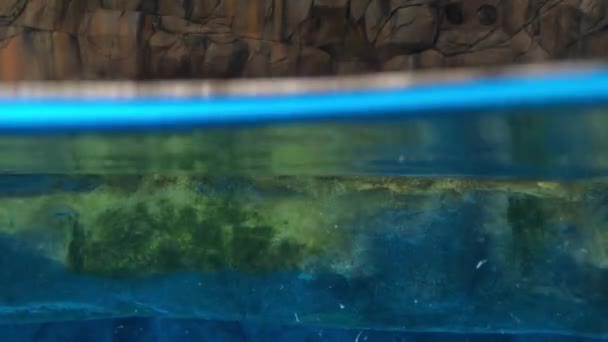 Pinguino Che Nuota Nell Acquario — Video Stock