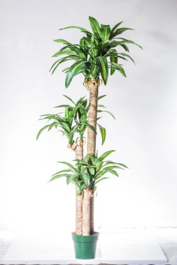 Parlak yeşil saksı bitkisi.