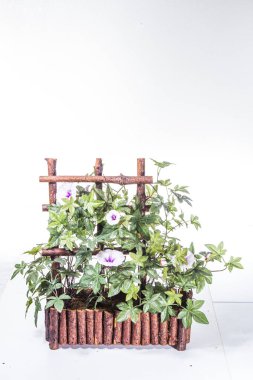 Parlak yeşil saksı bitkisi.