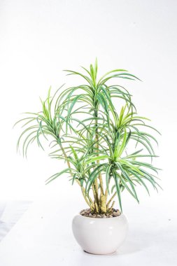 Parlak yeşil saksı bitkisi.