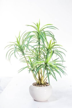 Parlak yeşil saksı bitkisi.