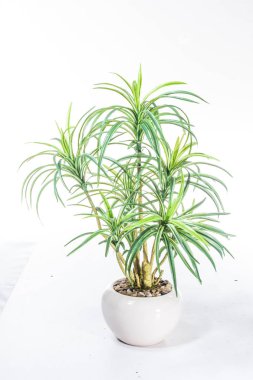 Parlak yeşil saksı bitkisi.