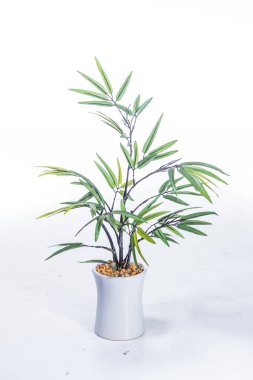 yeşil bitki beyaz arkaplan