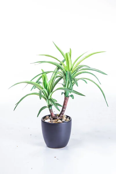 Grüne Pflanze Weißer Hintergrund — Stockfoto