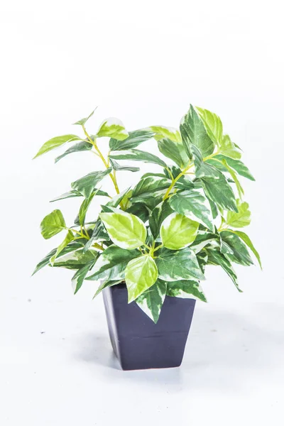 Green Plant White Background — Stock Photo, Image