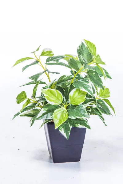 Green Plant White Background — Stock Photo, Image