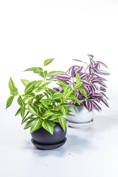 Green Plant White Background — Stock Photo, Image