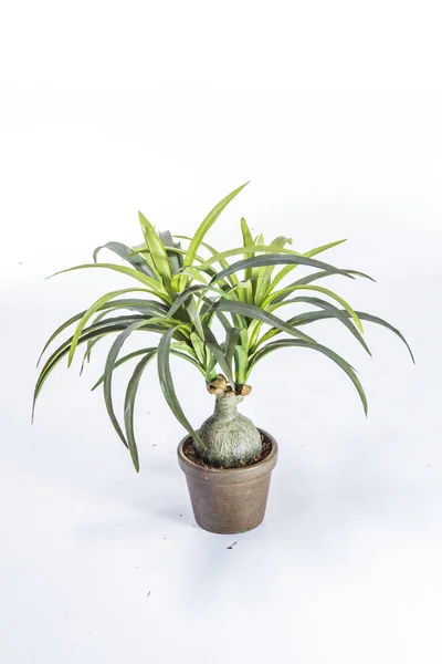 green plant white background